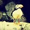 Puffin