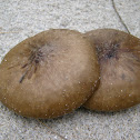 mushrooms in sand!!
