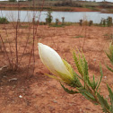 Ten Petal Blazing Star