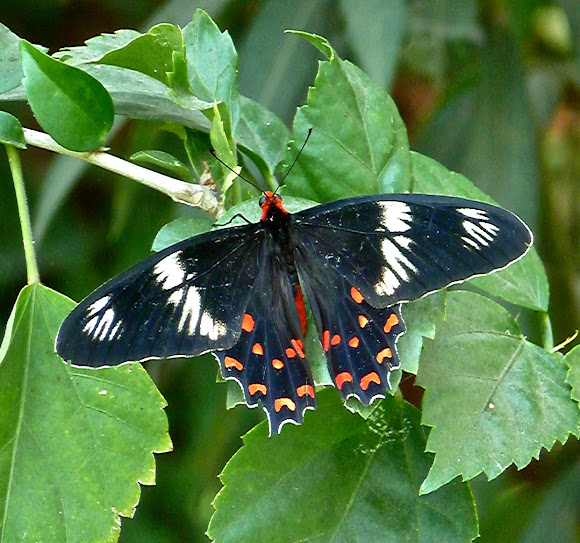 Spotting Image 1