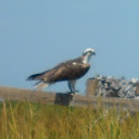 Osprey
