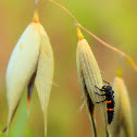 Lady Bug Larva