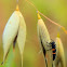 Lady Bug Larva