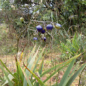 Harebell（山菅）