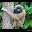 Müller's Bornean Gibbon
