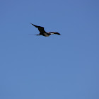 Great Frigatebird