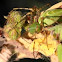 Green Lynx Spider