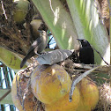 Carib Grackle