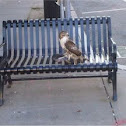 Hawk?