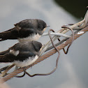 Barn Swallow