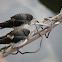 Barn Swallow