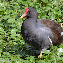 Frango d'água comum (Common Gallinule)