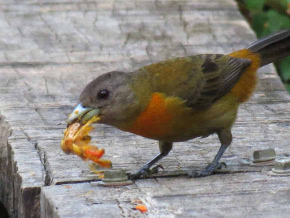 Spotting Image 1