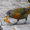 Cherrie's tanager