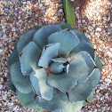 Agave
