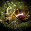 Snail