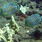 Ornate Butterflyfish