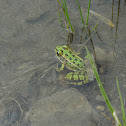 Leopard Frog