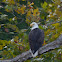 American Bald Eagle (Mature)