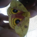 Io Moth