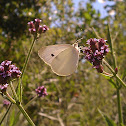 Cabbage White (female)