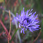 Centaury