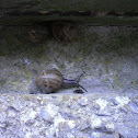 Roman Snail