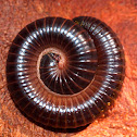 Millipede