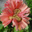 Triplet Gerbera Daisy