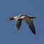 Common merganser