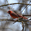 northern cardinal