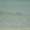 Cow Nose Rays