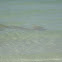Cow Nose Rays