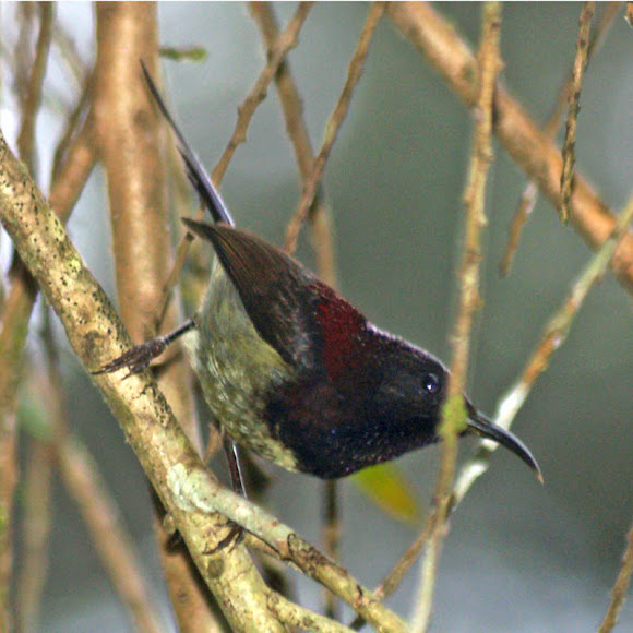 Spotting Image 1