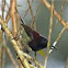 Black-throated Sunbird