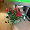 Poinsettia