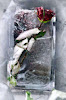 fla_rose