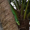 Cuban knight anole