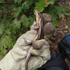 Southern Coal Skink