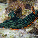 Dusky Nembrotha