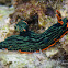 Dusky Nembrotha