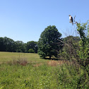 Red-tailed Hawk
