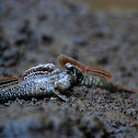 Mudskipper