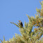 Sturnus vulgaris