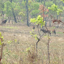 Sable antelope