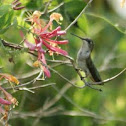 Ruby-throated hummingbird