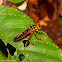 Robber Fly