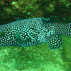 Guineafowl puffer