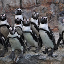 African Penguin