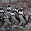 African Penguin